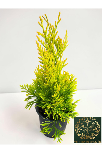 YILDIZ BOTANİK Altuni Piramit Yarı Bodur Plicata Mazı Fidanı ' Thuja Plicata ...