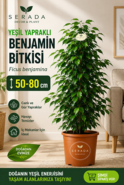 Ficus Benjamin Green Leafy Live Home And Office Plant