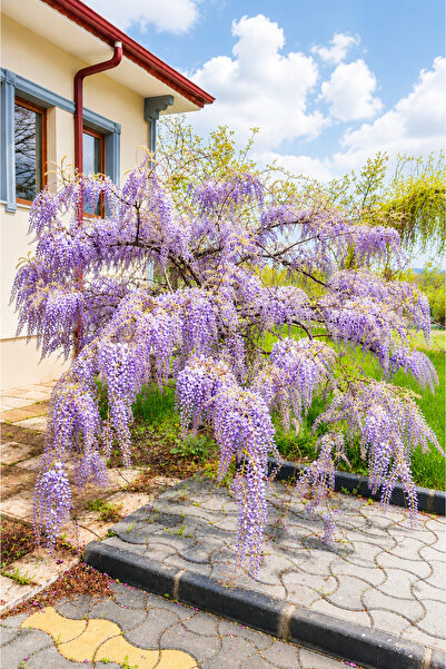 Vasada Mor Salkım Fidanı Wisteria Sinensis Tüplü 40-60 cm