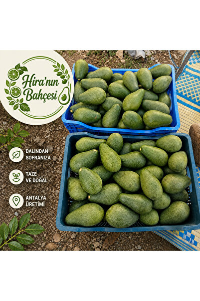 Hiranın Bahçesi 1 Kg Avokado