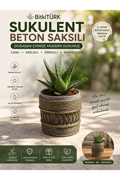 BitkiTÜRK İthal Haworthia Sukulent El Yapımı Beton Saksılı Dekoratif Masa ve ...