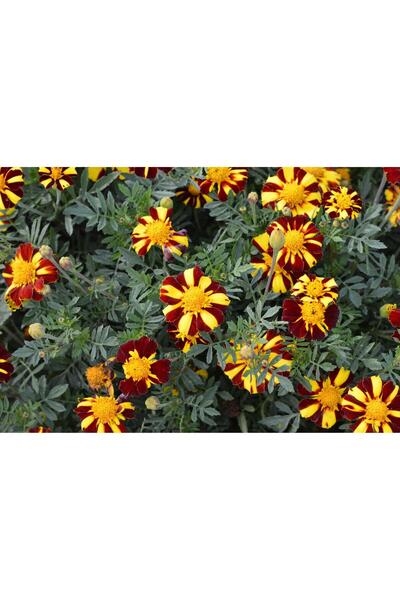 OEM Semințe Crăițe Mix Colorv Tagetes Patula