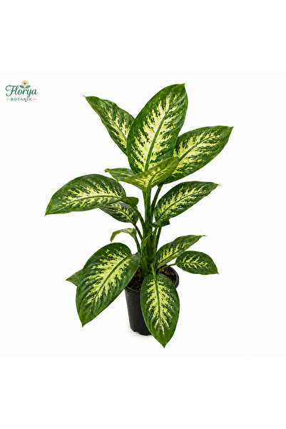 Florya Botanik Difenbahya Tropic Snow 60-80 Cm İç Mekan Bitkisi