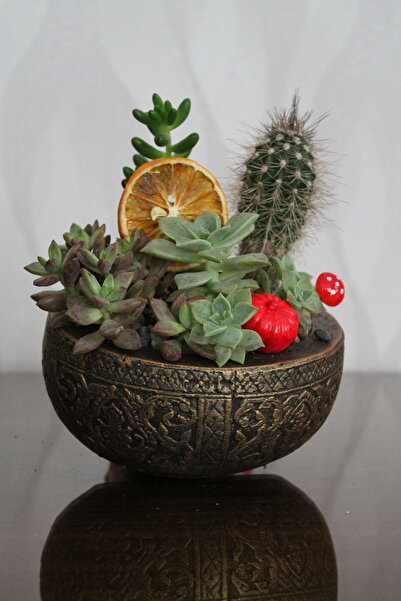 Home Antik saksı sukulent aranjman