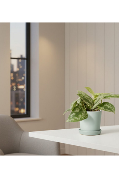 Generic Satin Pothos Sindapsus - With Plastic Pot - 20cm to 30cm