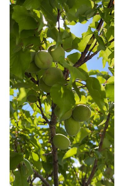 Darende Kayısı Dünyası Yeni Mahsül Kayısı Çağlası (1 Kg)