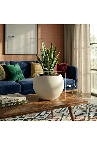 CANBOTANİK Yuvarlak Ofis - Bahçe - Ev Saksısı - Modern Şık Salon saksı 20 cm ...