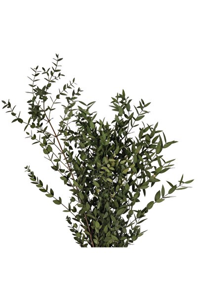 Roberto Rossi Preserved Eucalyptus parvifolia branch H60-70 cm olive green