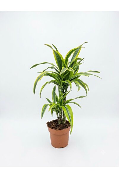 ERNAZ Dracaena Fragrans Lemon Lime / 2 Gövdeli / 60-80 cm Boy / İç Mekan Salo...