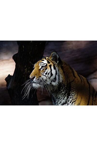 Signtouch Advertising ملصقات جدارية على شكل نمر من ألايرا لتزيين المنزل، فن ف...