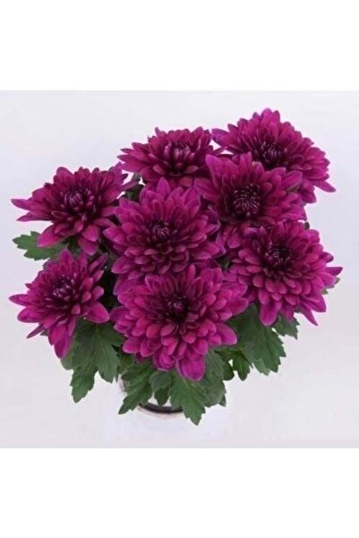 Bilgarden Özel Çeşit Vido Purple Katlı Kasımpatı Çiçeği Fidesi (1 Fide)