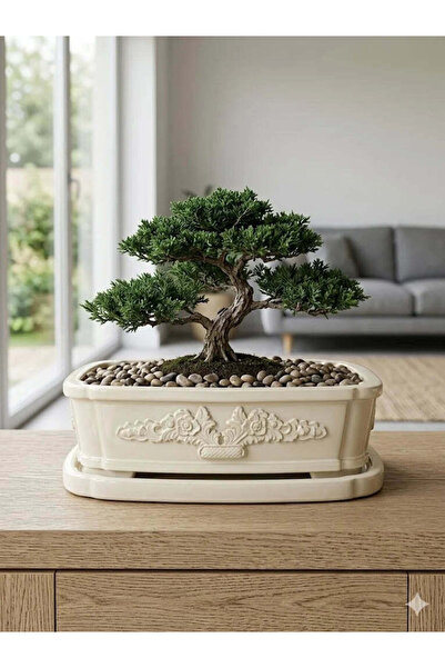 VaseAtelier Bonsai El Yapımı Zemin Büyük Bitki Dekoratif Beton Saksı 9 Lt Bej
