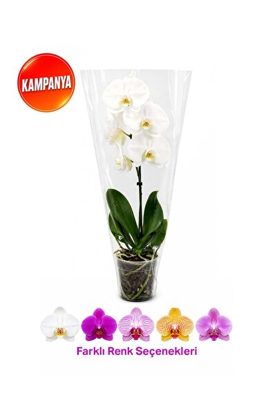 gardenkoala Tek Dal Kısa Boy Orkide – Phalaenopsis – 12 cm Saksı