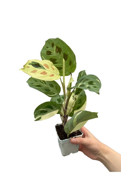 retro çiçekçilik Alaca Yapraklı Maranta Variegata Dua Çiçeği