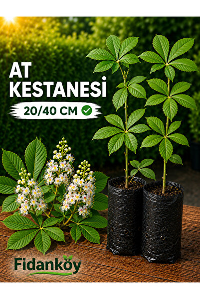 FİDANKÖY At Kestanesi Fidanı tüplü (Aesculus hippocastanum)