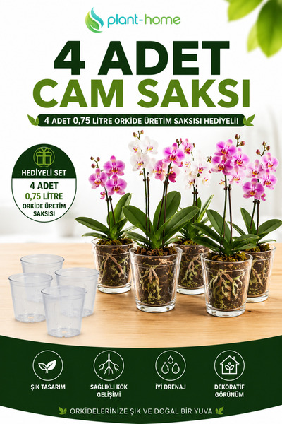 plant-home 4 Adet Cam Orkide Saksısı Seti | Şeffaf Dekoratif Cam Saksı + 4 Ad...