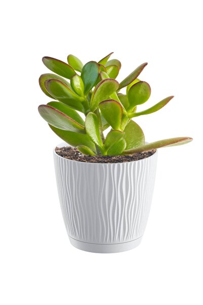 EDANTI Ghiveci rotund cu farfurie Sandy P, 12,9 cm - Alb