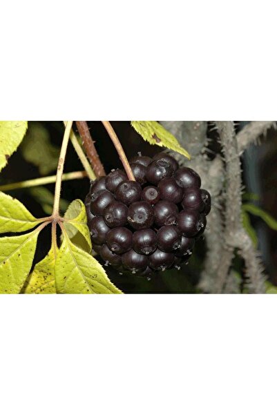 Green Health ΒΟΤΑΝΟ ΕΛΕΥΘΕΡΟΚΟΚΟΣ 1ΤΕΜ 100gr