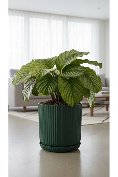 Bliss Lotus Kendinden Tabaklı 10,5 Litre Saksı Dekoratif Plastik Çiçek Saksıs...