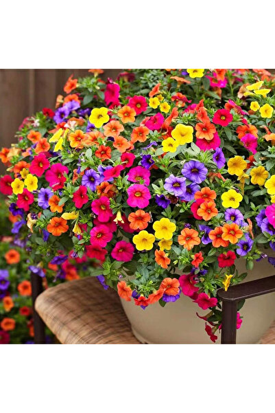 123 1000Pcs Petunia Seeds Rainbow Mix Bonsai Large Flower Seeds Fertile Flowe...