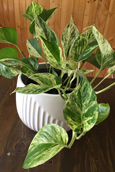 OEM Epipremnum Marble Queen, planta naturala