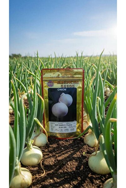 OEMS Hybrid white onion seeds: Abundant harvest with an unforgettable taste