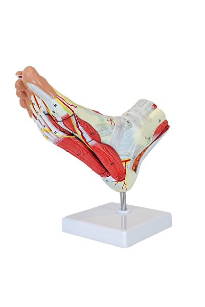 EgeAnatomi Maketleri Ayak Anatomisi Modeli, Kas, Bağ, Sinir ve Atardamarları ...