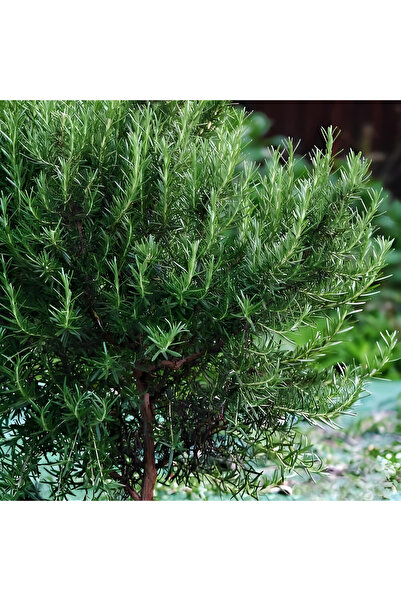 123 1000 Pieces Rosemary Flower Seeds Pack, Colorful Flower Seeds for Home Bu...
