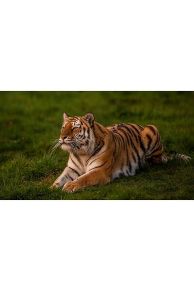 Persona Tablou canvas 100 x 70 cm, Animale model 54