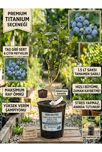 Mercan Fide Titanium Yaban Mersini Fidanı Gerçek 2 Yaş Kalın Gövdeli - 1.5LT ...