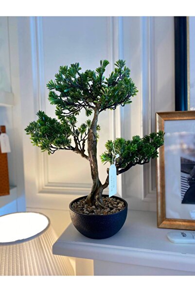 Dekordan House İthal Pinus Bonzai Ağacı