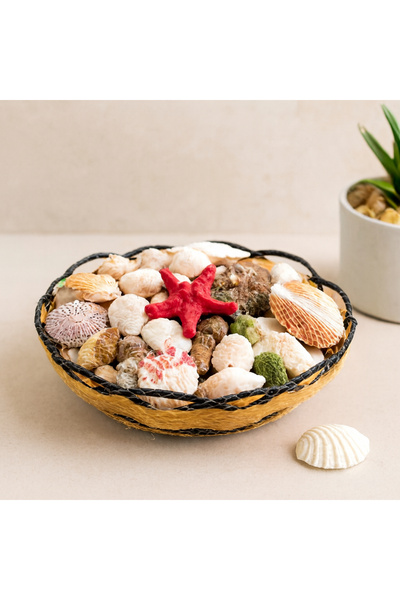 magicool Wooden Round Basket with Mesh, Colorful Mussel Sea Shell Vase Stone