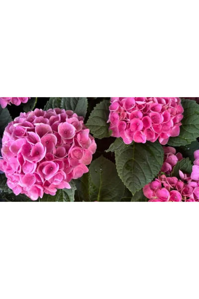 PLANTA TERRA Gradina ta începe aici Hortensie Panicle Magical Fire Pink 40-60 cm