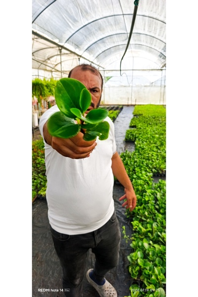 bitkidünyam Peperomia Obtusifolia Umut Bitkisi 5.5cm Saksıda Parlak Yapraklı ...