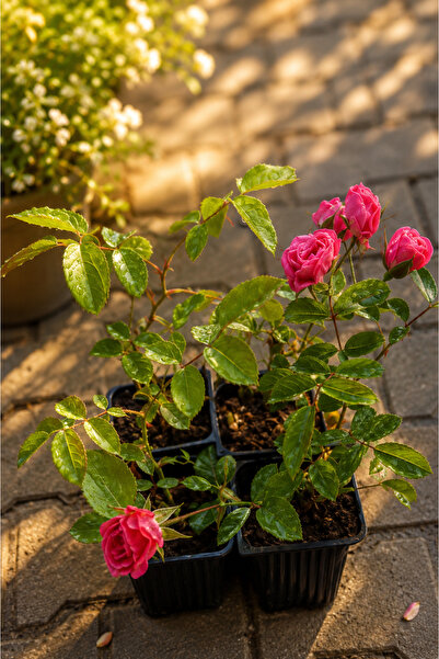 natura Gül (Rosa) 5 adet farklı renkler