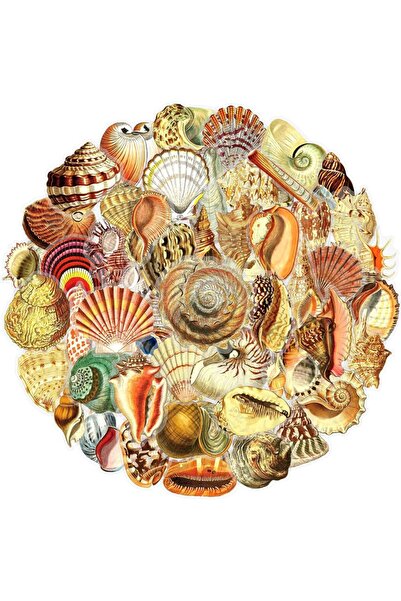 Choice 50pcs 50Pcs Vintage Shell Conch Transparent Stickers Ins Style Marine ...