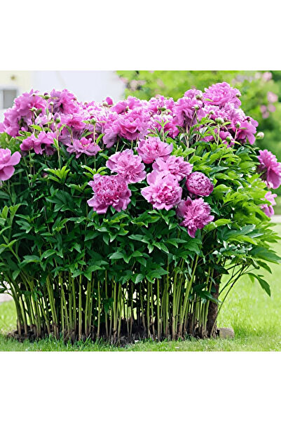 Bloom & Sow Seed بذور الفاوانيا ذات الزهور المزدوجة باللونين الوردي والأرجوان...