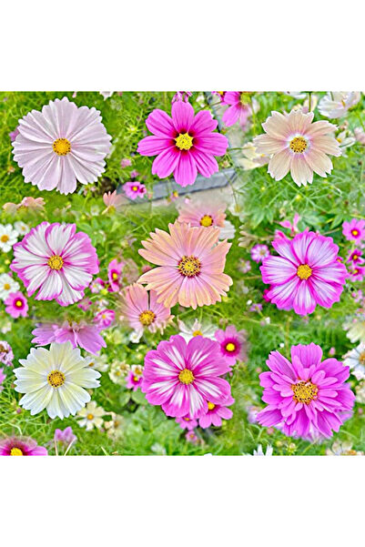 Bloom & Sow Seed بذور الكوزموس المختلطة المخططة والمتعددة الألوان - زهور جيسا...