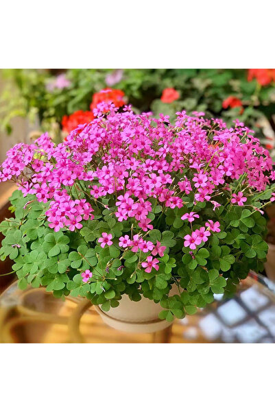 Bloom & Sow Seed بذور نبات السوريل الوردي (أوكساليس أركتولاتا) - البرسيم المح...