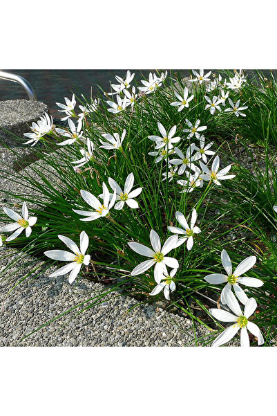 Bloom & Sow Seed بذور زنبق المطر الأبيض (زيفيرانثس كانديدا) - نبات متعدد الأع...