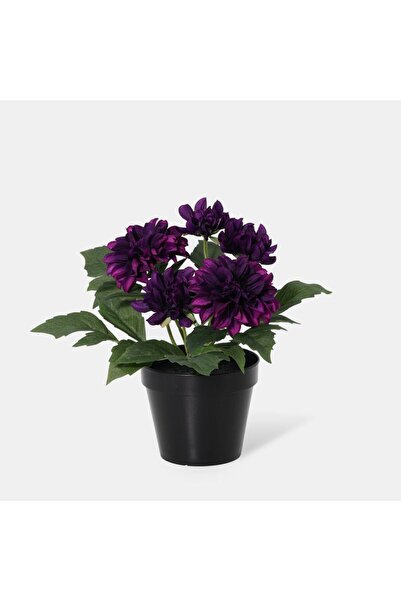 Generic New In Fernza Dahlia Potted Plant Red H26Cm