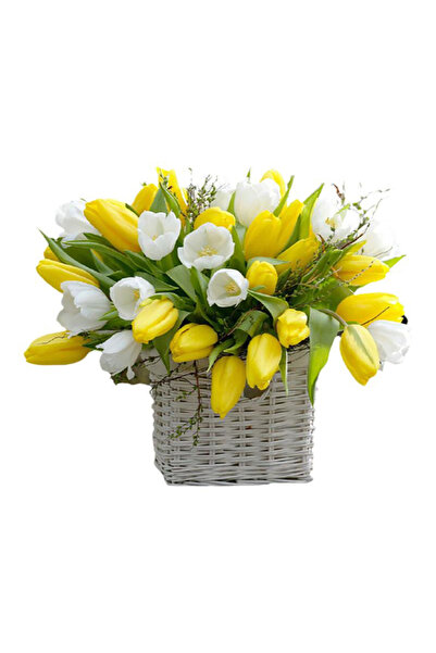 Bloom & Sow Seed Mixed Yellow & White Tulip Bulbs – Spring Blooming Perennial...
