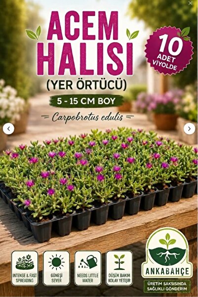 AnkaBahçe Asteriks Mezar Üstü Bitkisi 10 Adet (Acem Halısı)