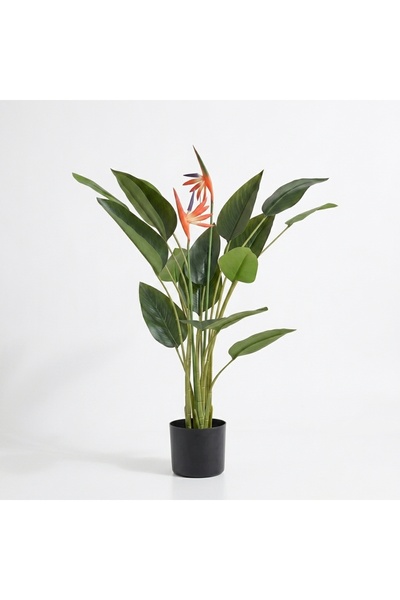 Beitna Helw Strelitzia Plant