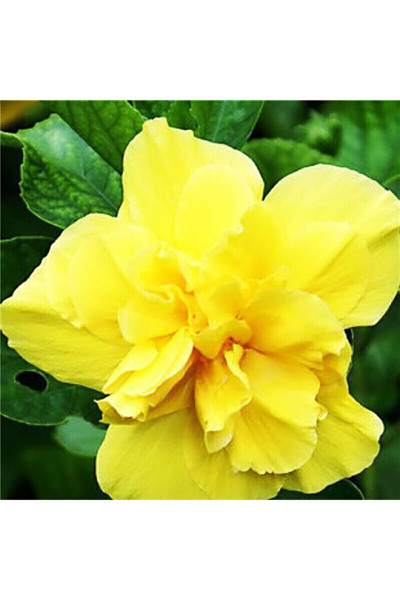 Bloom & Sow Seed شتلات الكركديه الصفراء المزدوجة المزهرة بالكامل، زهور زينة ل...