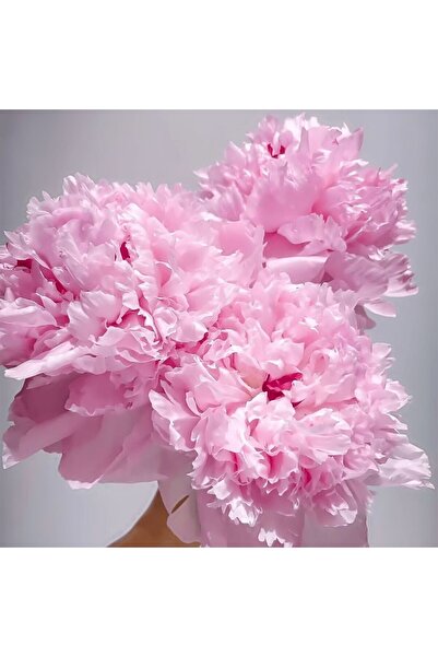 Bloom & Sow Seed Soft Pink Ruffled Double Herbaceous Peony Bulbs, Luxury Wedd...