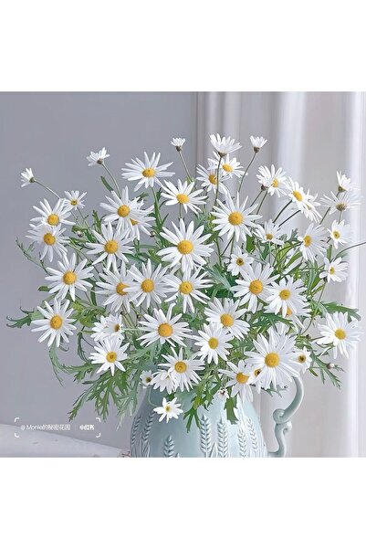 Bloom & Sow Seed Pure White Shasta Daisy Seeds, Hardy Perennial for Garden Bo...