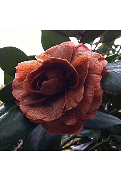 Bloom & Sow Seed Antique Copper Brown Double Camellia Seeds, Layered Textured...