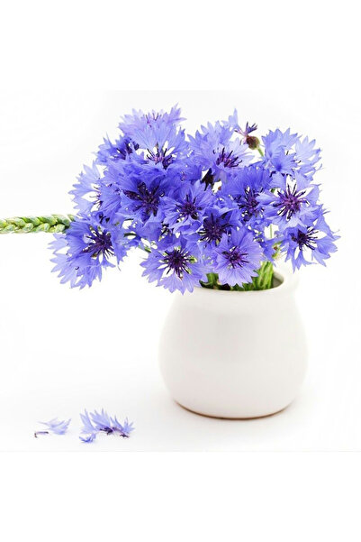Bloom & Sow Seed Bright Blue Cornflower Bachelor Button Seeds, Easy‑Grow Annu...