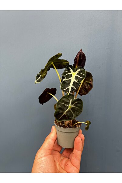 Alocasia Heart Balloon - Nadir Tür, 6cm üretim saksılı Özel Salon Bitkisi (Canlı Bitki)